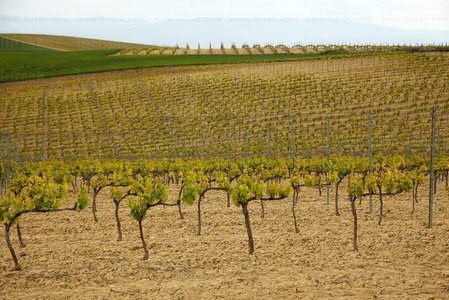 10992-Vides-ElVillar-Álava-Euskadi