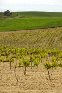 10994-Viñedos-ElVillar-Álava-Euskadi