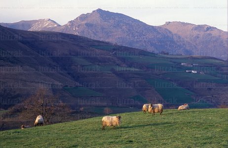 01025-Ovejas-Monte-Mendaur-Navarra