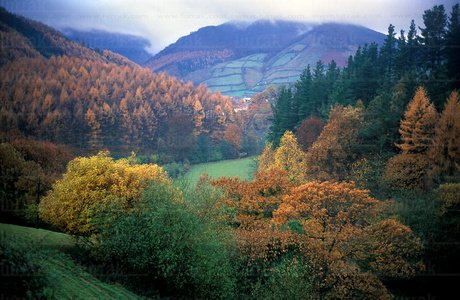 01321-Bosque-Otoño-Leitza-Navarra