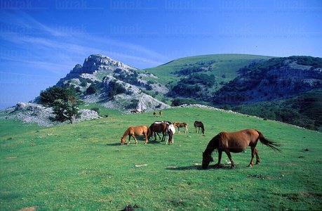 01424-Caballos-Campas-Arraba-Monte-Gorbeia-Aldamin-Euskadi