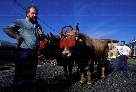 01706-Prueba-Bueyes-San-Sebastián-Gipuzkoa-Euskadi