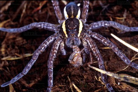 01771-Dolomedes Fimbriatus en Álava
