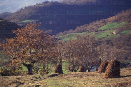 02193-Metas-Hayas-Navarra