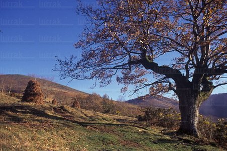 02194-Meta-Haya-Valle-Navarra