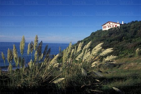02216-Vegetación-Costa-Biarritz-Lapurdi-Francia