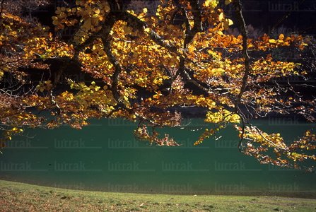 02244-Irabia-Otoño-Navarra