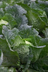 02391-Coles-Ormaiztegi-Gipuzkoa-Euskadi