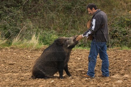 02398-Recolección de Trufa,  Orisoáin, Navarra