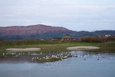 02502-Humedal-Plaiaundi-Irún-Gipuzkoa-Euskadi