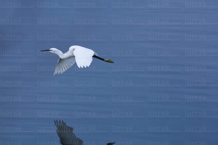 02512-Garcilla-Humedal-Plaiaundi-Irún-Gipuzkoa-Euskadi