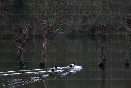 02519-Patos-Humedal-Irún-Gipuzkoa-Euskadi