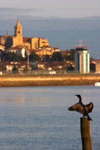 02591-Cormorán-Plaiaundi-Hondarribia-Gipuzkoa-Euskadi