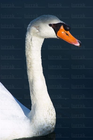02599.jpg