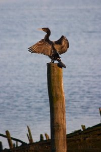 02624-Cormorán-Humedal-Plaiaundi-Irún-Gipuzkoa-Euskadi