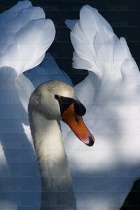 02627-Cisne-Humedal-Plaiaundi-Irún-Gipuzkoa-Euskadi