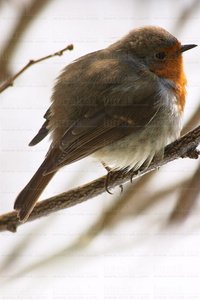 02635-Petirrojo, 'Erithacus rubecula', Gipuzkoa, Euskadi