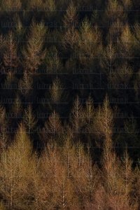 02637-Bosque-Invierno-Leizta-Navarra