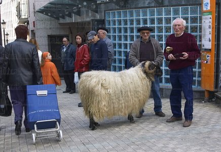 02656-Compra-Oveja-Feria-Ordizia-Gipuzkoa-Euskadi