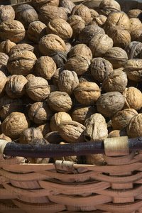 02657-Cesto-Nueces-Gipuzkoa-Euskadi