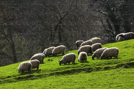 02669-Ovejas-Pastando-Zerain-Gipuzkoa-Euskadi