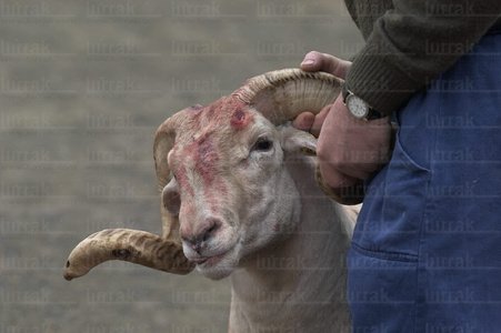 02679-Sangre-Carnero-Azpeitia-Gipuzkoa-Euskadi