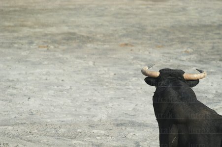 02681-Toro-Coso-Azpeitia-Gipuzkoa-Euskadi