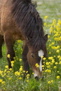 02718-Caballo-Pastando-Flores-Alava-Euskadi