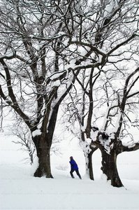 02740-Arboles-Persona-Nieve-Legazpia-Gipuzkoa-Euskadi