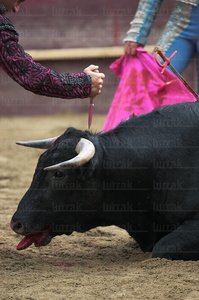 02928-Puntada-Novillada-Zestoa-Gipuzkoa-Euskadi