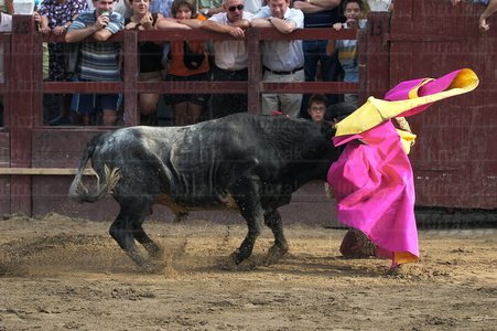 02933-Novillada-Zestoa-Gipuzkoa-Euskadi