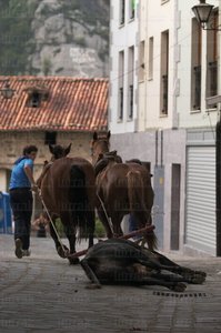 02942-Caballos-Novilllo-zestoa-Gipuzkoa-Euskadi
