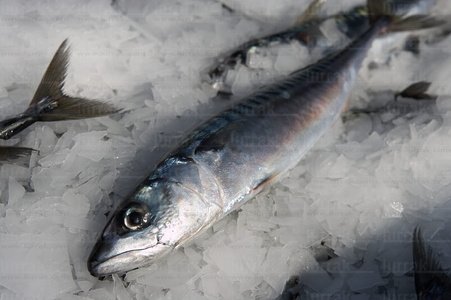 Berdel-Hielo-San-Sebastián-Gipuzkoa-Euskadi