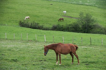 03350-Caballo-Campas-Larraitz-Abaltzisketa-Gipuzkoa-Euskadi
