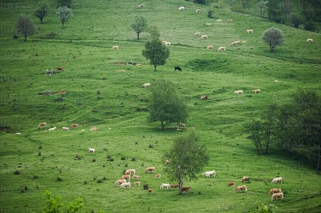 03369-Ganado-Campas-Larraitz-Abaltzisketa-Gipuzkoa-Euskadi