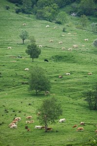 03370-Ganado-Vacuno-Campas-Larraitz-Abaltzisketa-Gipuzkoa-Euskad