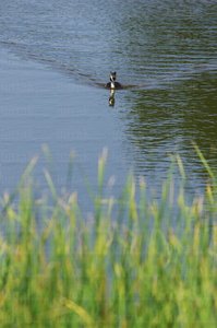 03440-Somormujo-Nadando-Humedal-Salburua-Vitoria-Álava-Euskadi