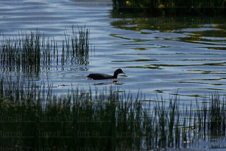 03452-Focha-Nadando-Humedal-Salburua-Vitoria-Álava-Euskadi