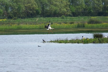 03454-Cigüeña-Vuelo-Humedal-Salburua-Vitoria-Álava-Euskadi