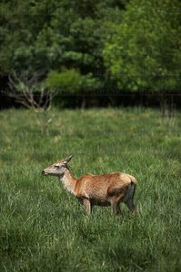 03463-Vertical-Ciervo-Humedal-Salburua-Vitoria-Álava-Euskadi