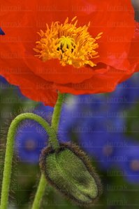03474-Flores-Parterre-Hondarribia-Gipuzkoa-Euskadi