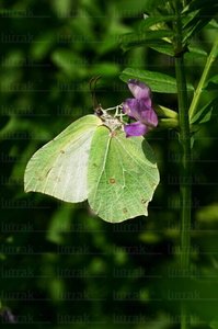 03476-Mariposa-Humedal-Plaiaundi-Irún-Gipuzkoa-Euskadi