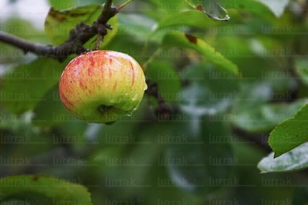 03552-Manzana-Madura-Hernani-Gipuzkoa-Euskadi