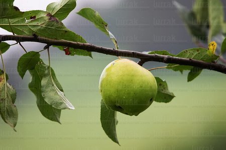 03555-Rama-Hojas-Manzana-Hernani-Gipuzkoa-Euskadi
