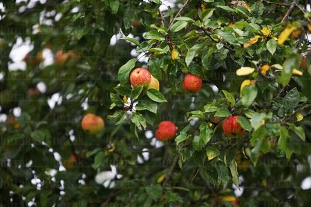03557-Manzanas-Maduras-Copa-Manzano-Hernani-Gipuzkoa-Euskadi