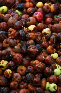 03560-Vertical-Manzanas-Cesto-Hernani-Gipuzkoa-Euskadi