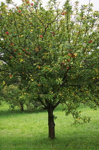 03565-Manzano-Hernani-Gipuzkoa-Euskadi