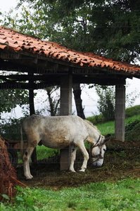 03568-Caballo-Caserío-Hernani-Gipuzkoa-Euskadi