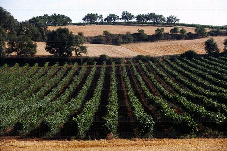 03793-Viñedos-Irache-Ayegui-Navarra