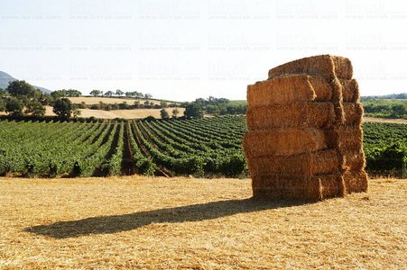 03795-Paja-Viñedos-Irache-Ayegui-Navarra